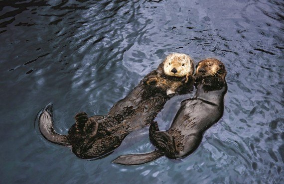 Vancouver Aquarium - Vancouver, Canada : Package rates, photos and reviews