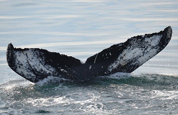 Safari Aux Baleines En Bateau - Boston, États-Unis : Prix Forfait ...